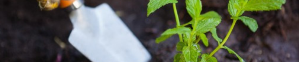 Jardinage & plantation